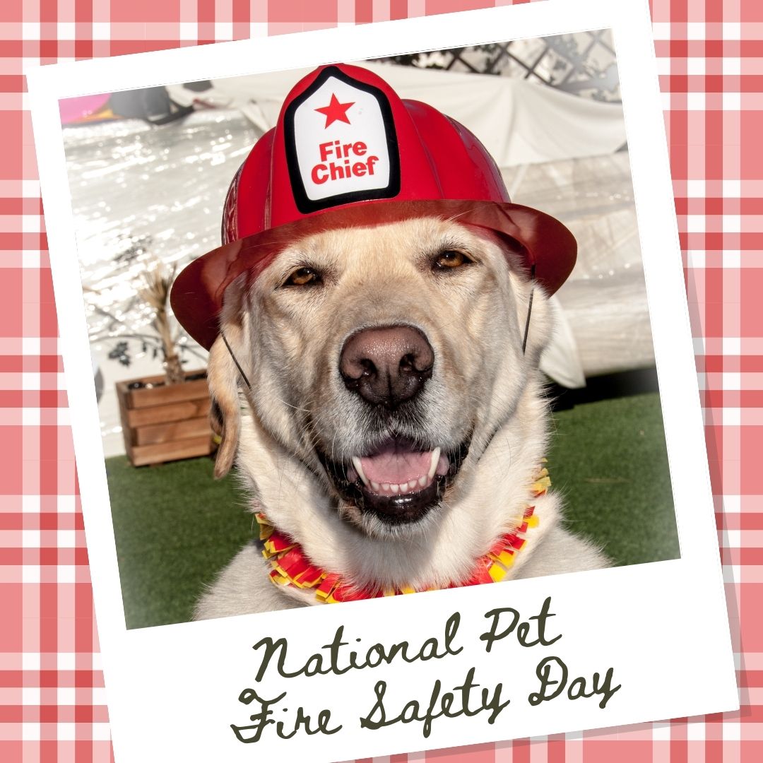 National Pet Fire Safety Day: Tips to Keep Your Furry Friends Safe