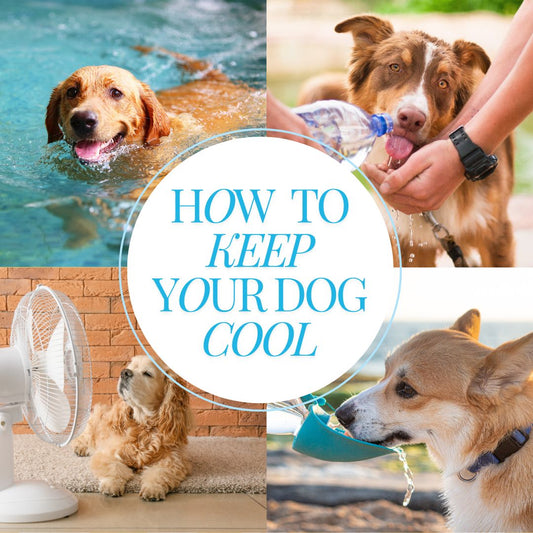 How to Keep Your Dog Cool on Hot Summer Days