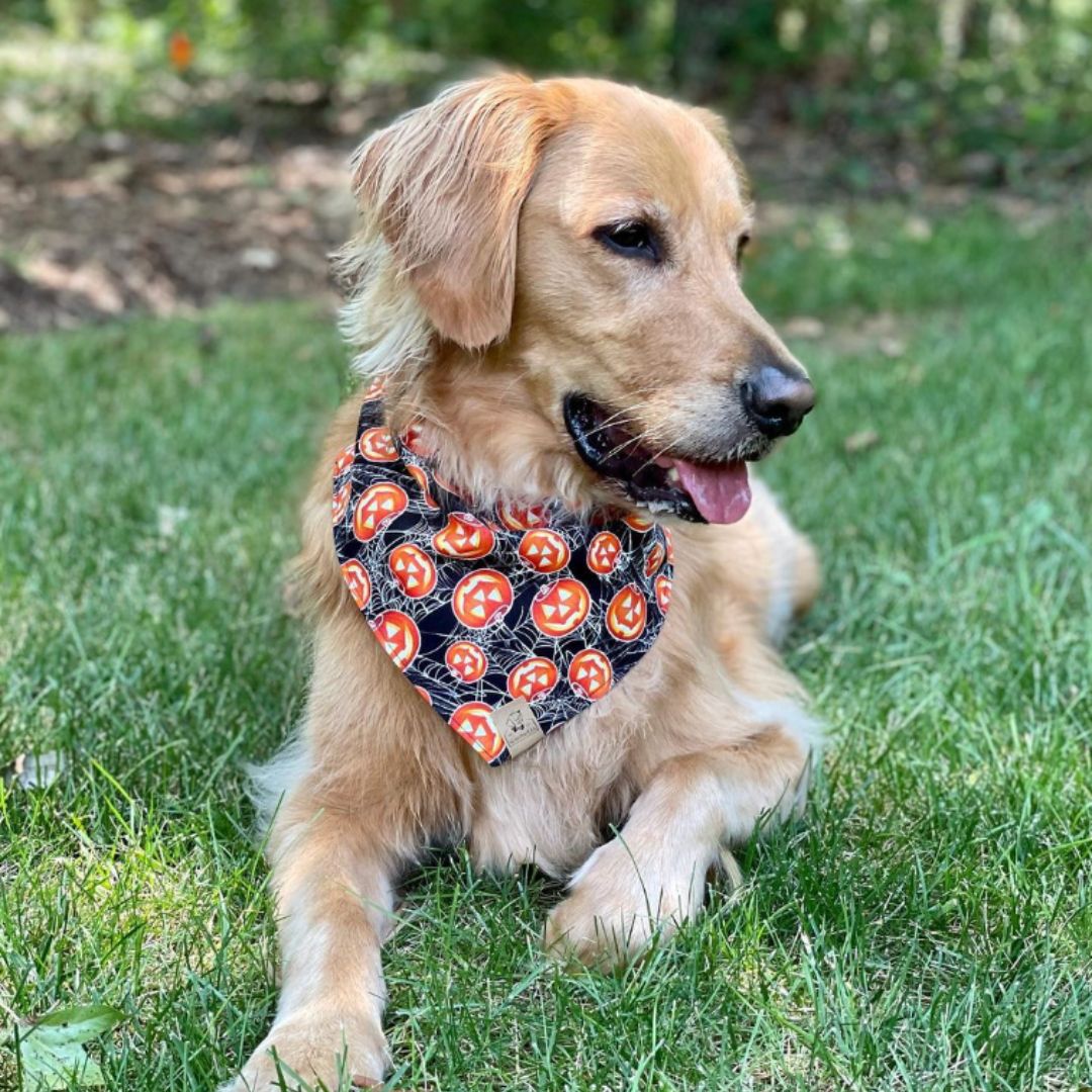 Golden Retriever wearing a glow in the dark jack-o-lantern bandana with a black background and spiderwebs.