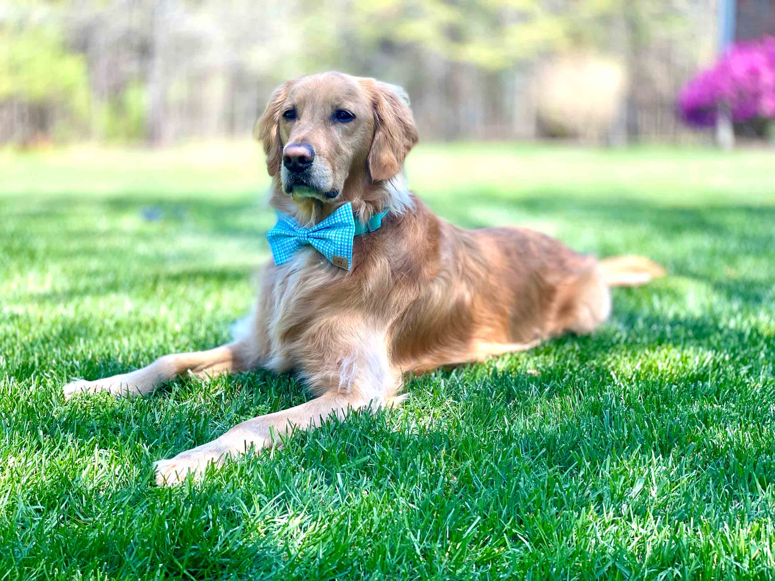 Golden Retriever wearing blue plaid bow tie on green lawn