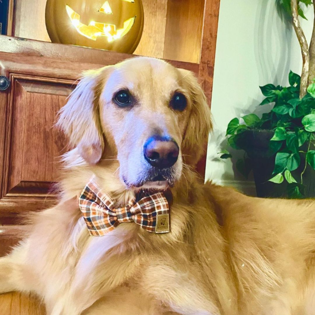 Golden Retriever wearing a autumn bow tie with shades of orange, black, brown and cream.