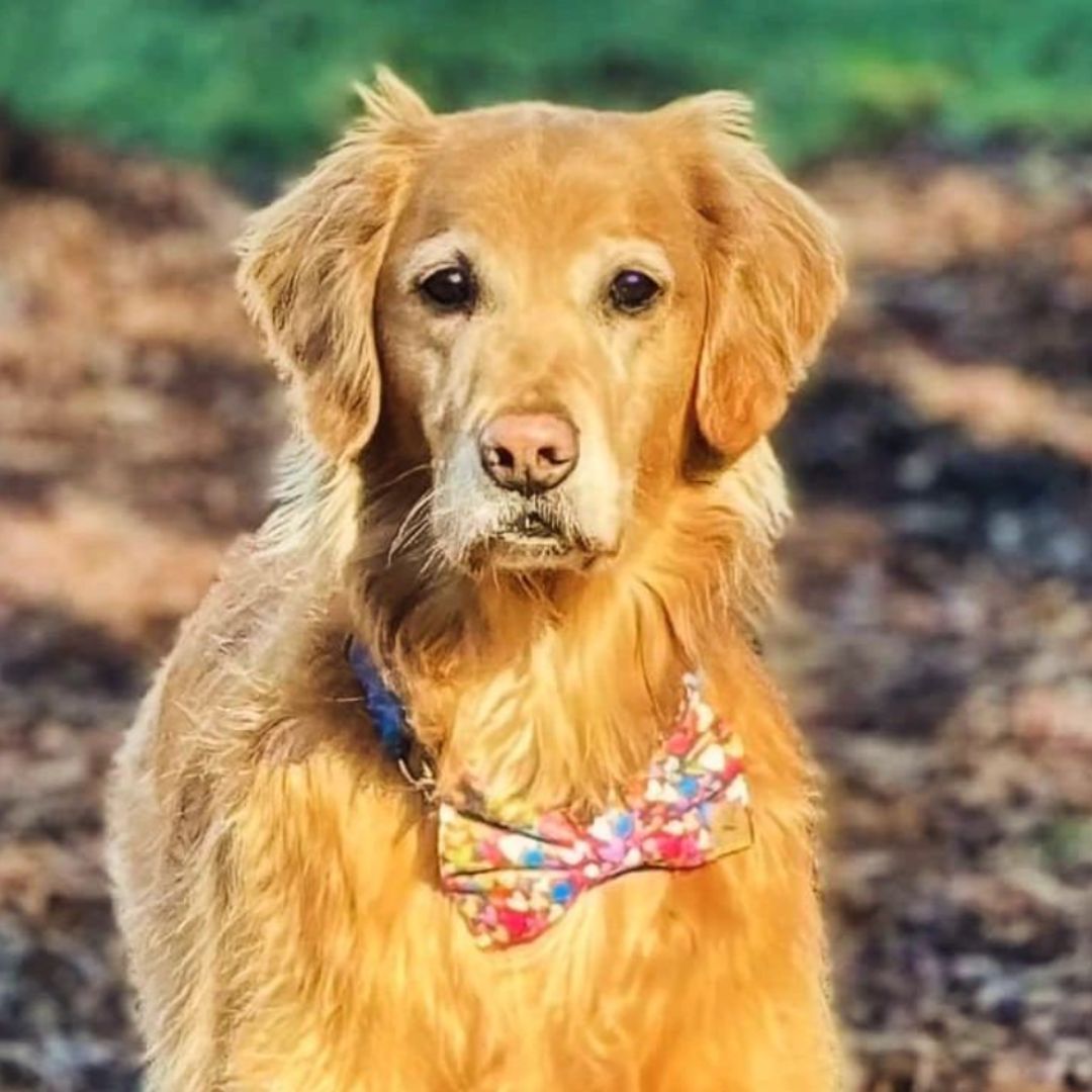 Golden Retriever wearing a heart filled bow tie with colorful array of vibrant colors and gold accents. 