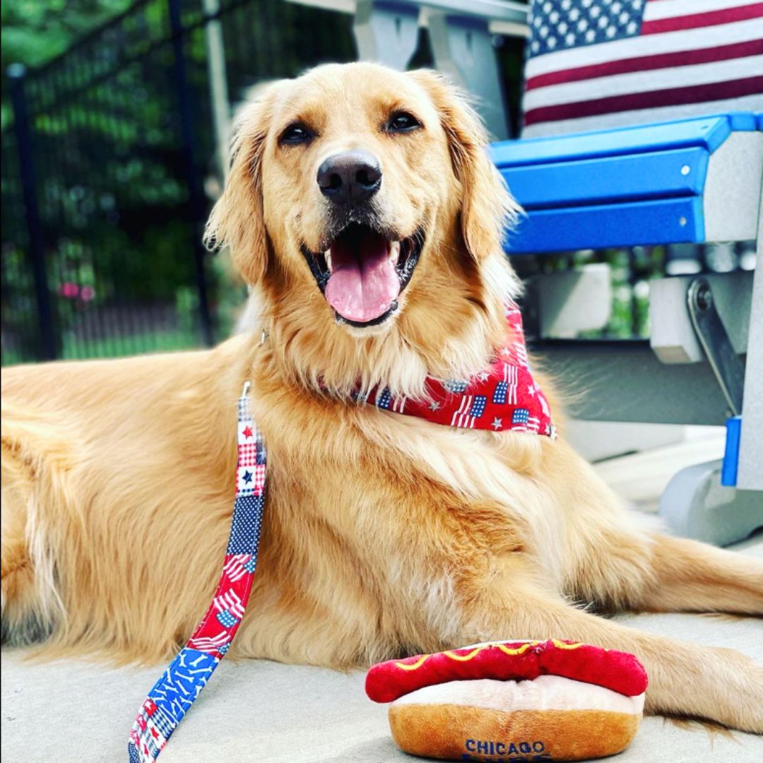 Golden Retriever wearing a red bandana with flags and a matching patriotic leash. 