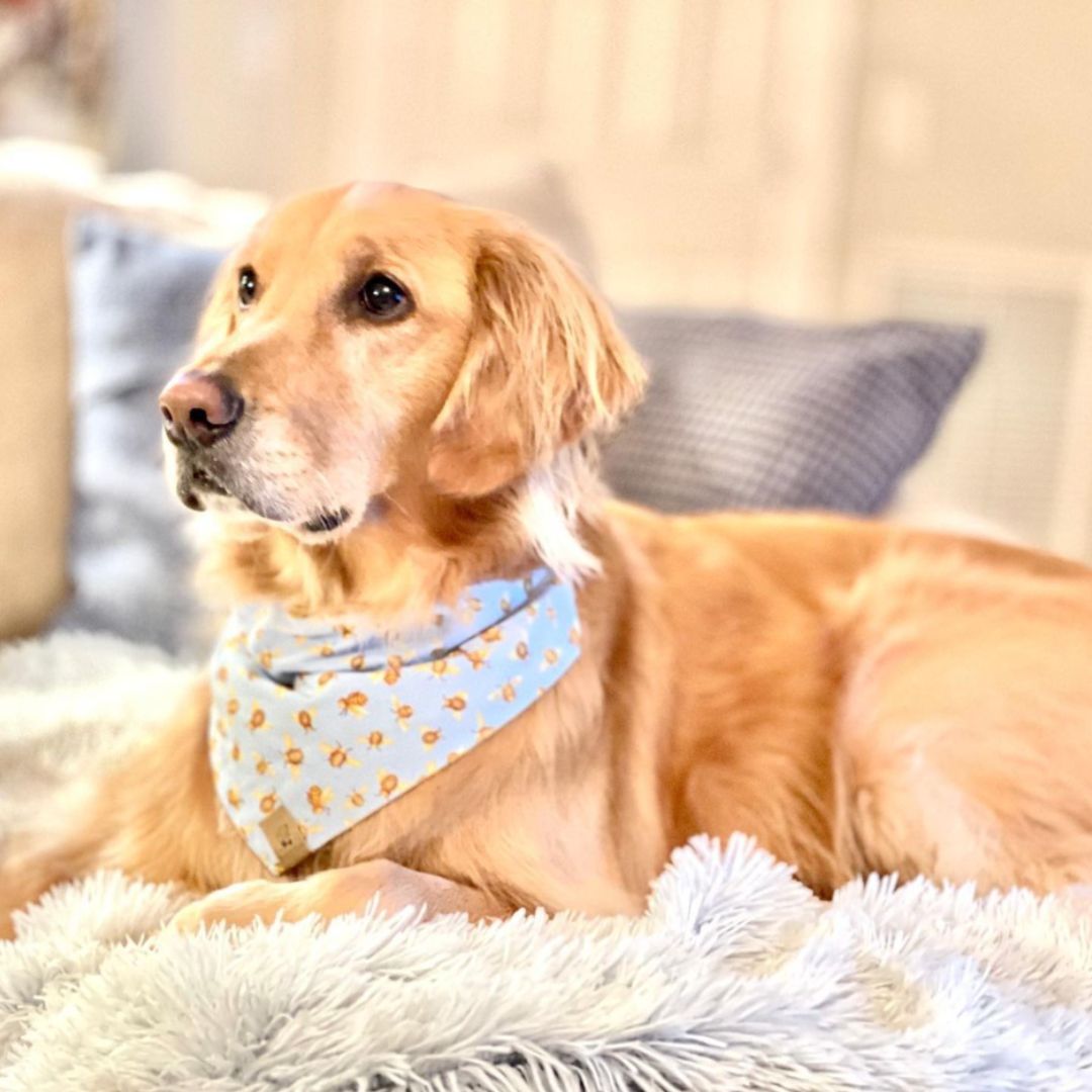 Golden Retriever wearing a honey bee bandana with baby blue background.