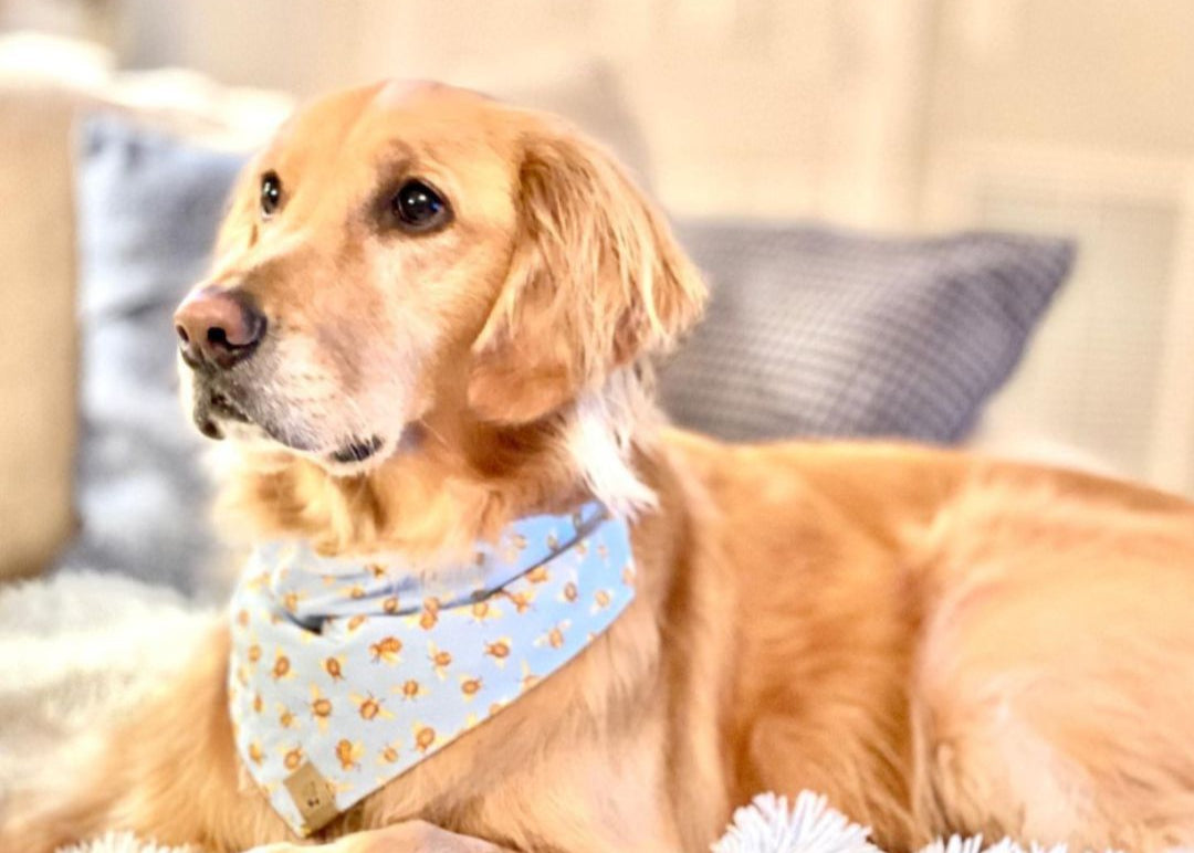 Golden Retriever wearing a honey bee bandana with baby blue background.