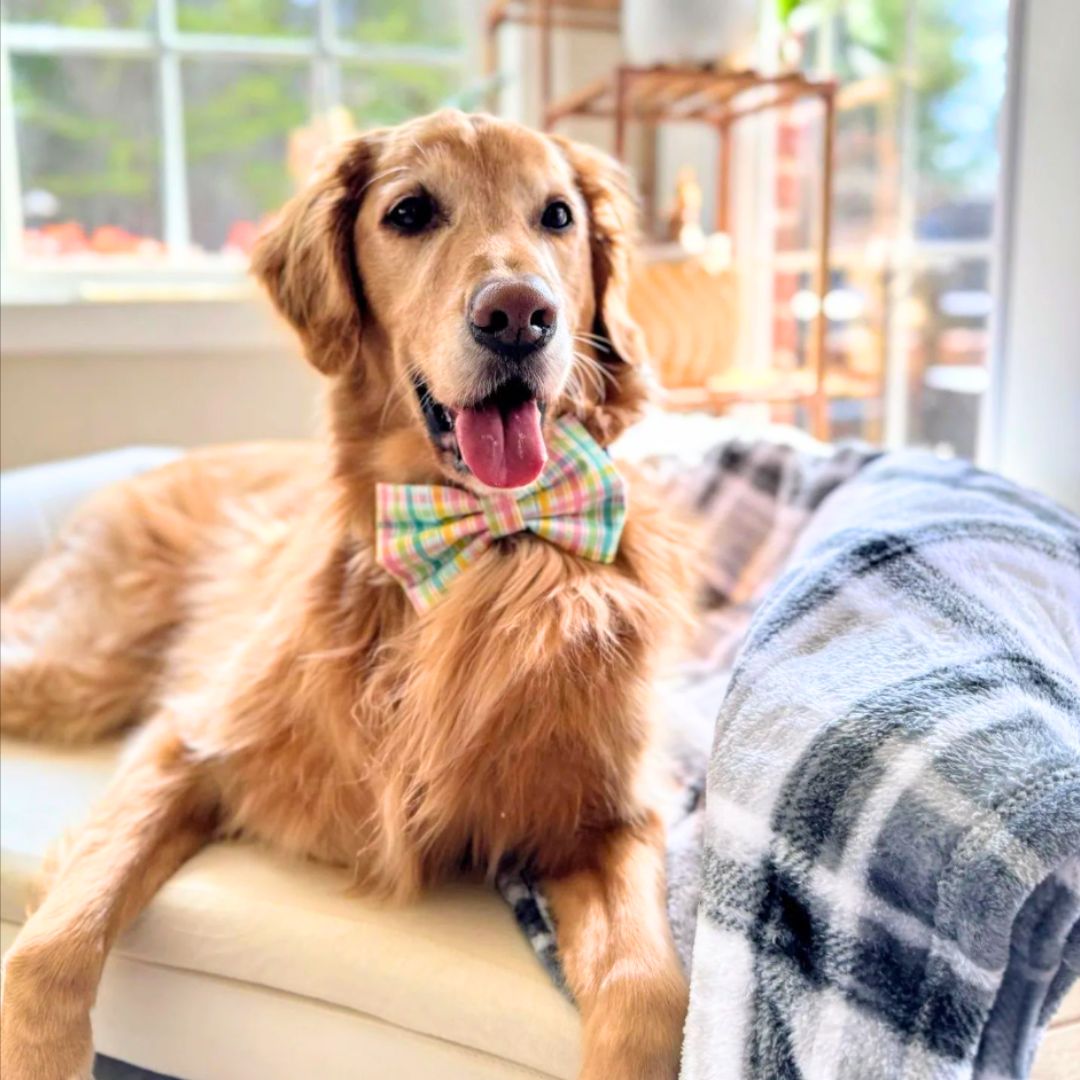 Golden Retriever wearing a pastel colored springtime easter bow tie. 